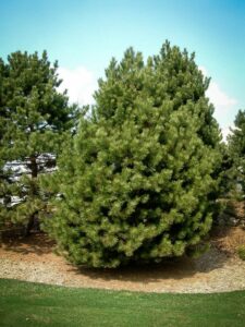 Сосна Чёрная (Pinus Nigra) купить по цене от 270.00р. в интернет-магазине «Посадика» с доставкой почтой в в Юбилейныйе и по всей России – [изображение №1].