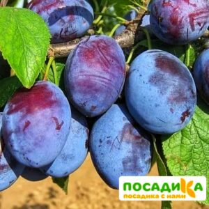 Слива Чачакская ранняя купить по цене от 229.00р. в интернет-магазине «Посадика» с доставкой почтой в в Юбилейныйе и по всей России – [изображение №1].