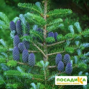 Пихта корейская (Abies koreana) купить по цене от 450.00р. в интернет-магазине «Посадика» с доставкой почтой в в Юбилейныйе и по всей России – [изображение №1].