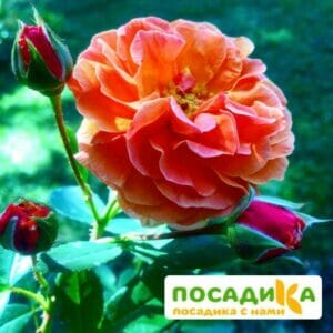 Роза Арабия купить по цене от 350.00р. в интернет-магазине «Посадика» с доставкой почтой в в Юбилейныйе и по всей России – [изображение №1].