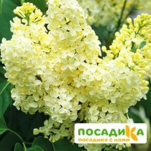 Сирень Примроуз (Primrose) купить по цене от 529.00р. в интернет-магазине «Посадика» с доставкой почтой в в Юбилейныйе и по всей России – [изображение №1].