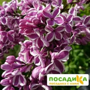 Сирень Сенсация купить по цене от 529.00р. в интернет-магазине «Посадика» с доставкой почтой в в Юбилейныйе и по всей России – [изображение №1].