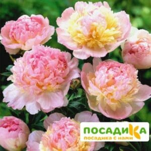 Пион Распберри Сандей (Paeonia Raspberry Sundae) купить по цене от 959р. в интернет-магазине «Посадика» с доставкой почтой в в Юбилейныйе и по всей России – [изображение №1].