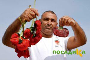 Клубника Гигант Джорнея купить по цене от 266р. в интернет-магазине «Посадика» с доставкой почтой в в Юбилейныйе и по всей России – [изображение №1].