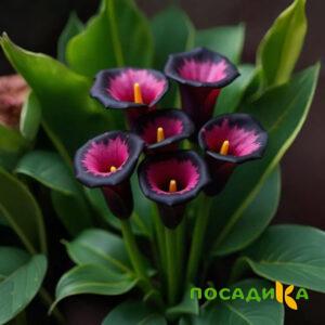 Калла Аура Лейс купить по цене от 400р. в интернет-магазине «Посадика» с доставкой почтой в в Юбилейныйе и по всей России – [изображение №1].