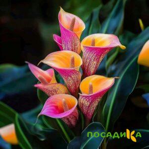 Калла Оникс купить по цене от 450р. в интернет-магазине «Посадика» с доставкой почтой в в Юбилейныйе и по всей России – [изображение №1].