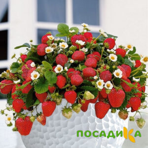 Клубника Рубиновый Шепот (горшечная) купить по цене от 240р. в интернет-магазине «Посадика» с доставкой почтой в в Юбилейныйе и по всей России – [изображение №1].