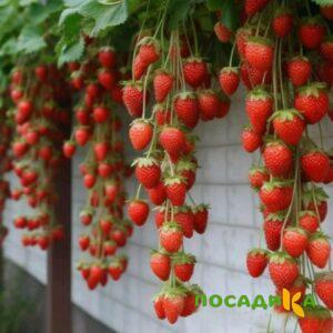 Клубника вьющаяся Комплимент купить по цене от 470р. в интернет-магазине «Посадика» с доставкой почтой в в Юбилейныйе и по всей России – [изображение №1].