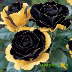 Роза Ханни Сикл купить по цене от 700р. в интернет-магазине «Посадика» с доставкой почтой в в Юбилейныйе и по всей России – [изображение №1].