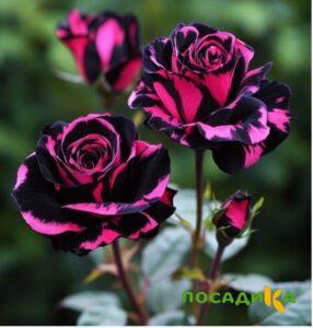 Роза Багровый Шепот купить по цене от 366р. в интернет-магазине «Посадика» с доставкой почтой в в Юбилейныйе и по всей России – [изображение №1].