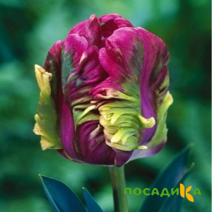 Тюльпан Экзотик Хэвен купить по цене от 186р. в интернет-магазине «Посадика» с доставкой почтой в в Юбилейныйе и по всей России – [изображение №1].