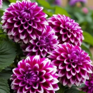 Георгин Кристал Корт купить по цене от 602р. в интернет-магазине «Посадика» с доставкой почтой в в Юбилейныйе и по всей России – [изображение №1].