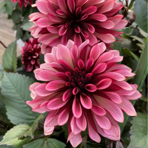 Георгин Перли Сансет купить по цене от 309р. в интернет-магазине «Посадика» с доставкой почтой в в Юбилейныйе и по всей России – [изображение №1].