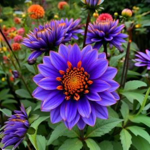 Георгин Лазурит купить по цене от 799р. в интернет-магазине «Посадика» с доставкой почтой в в Юбилейныйе и по всей России – [изображение №1].