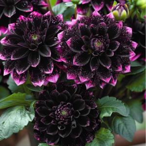 Георгин Лаванда Лейс купить по цене от 679р. в интернет-магазине «Посадика» с доставкой почтой в в Юбилейныйе и по всей России – [изображение №1].