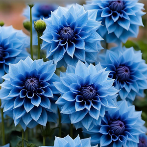 Георгин Вижапе купить по цене от 699р. в интернет-магазине «Посадика» с доставкой почтой в в Юбилейныйе и по всей России – [изображение №1].