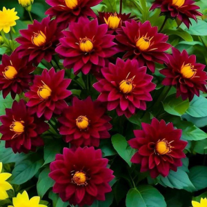 Георгин Вуцапо купить по цене от 327р. в интернет-магазине «Посадика» с доставкой почтой в в Юбилейныйе и по всей России – [изображение №1].